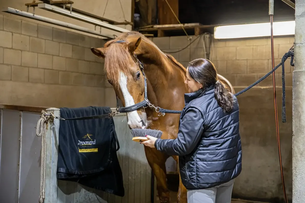 paardenhotel op vakantie met paard brabant alphen 10