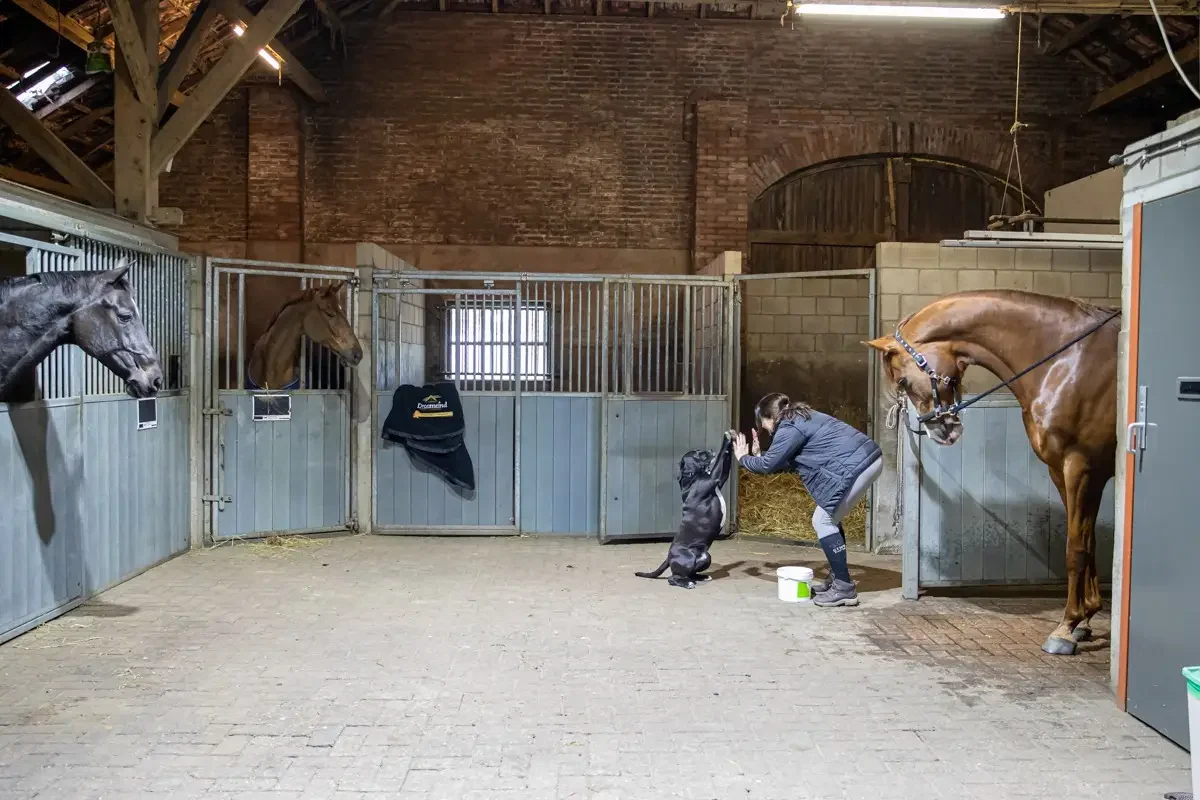 paardenhotel op vakantie met paard brabant alphen 11