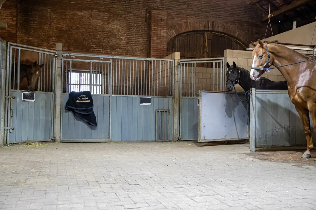 paardenhotel op vakantie met paard brabant alphen 13