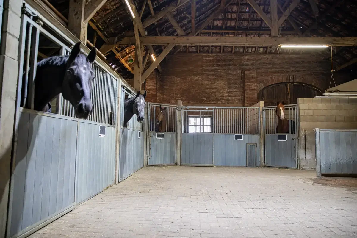paardenhotel op vakantie met paard brabant alphen 7