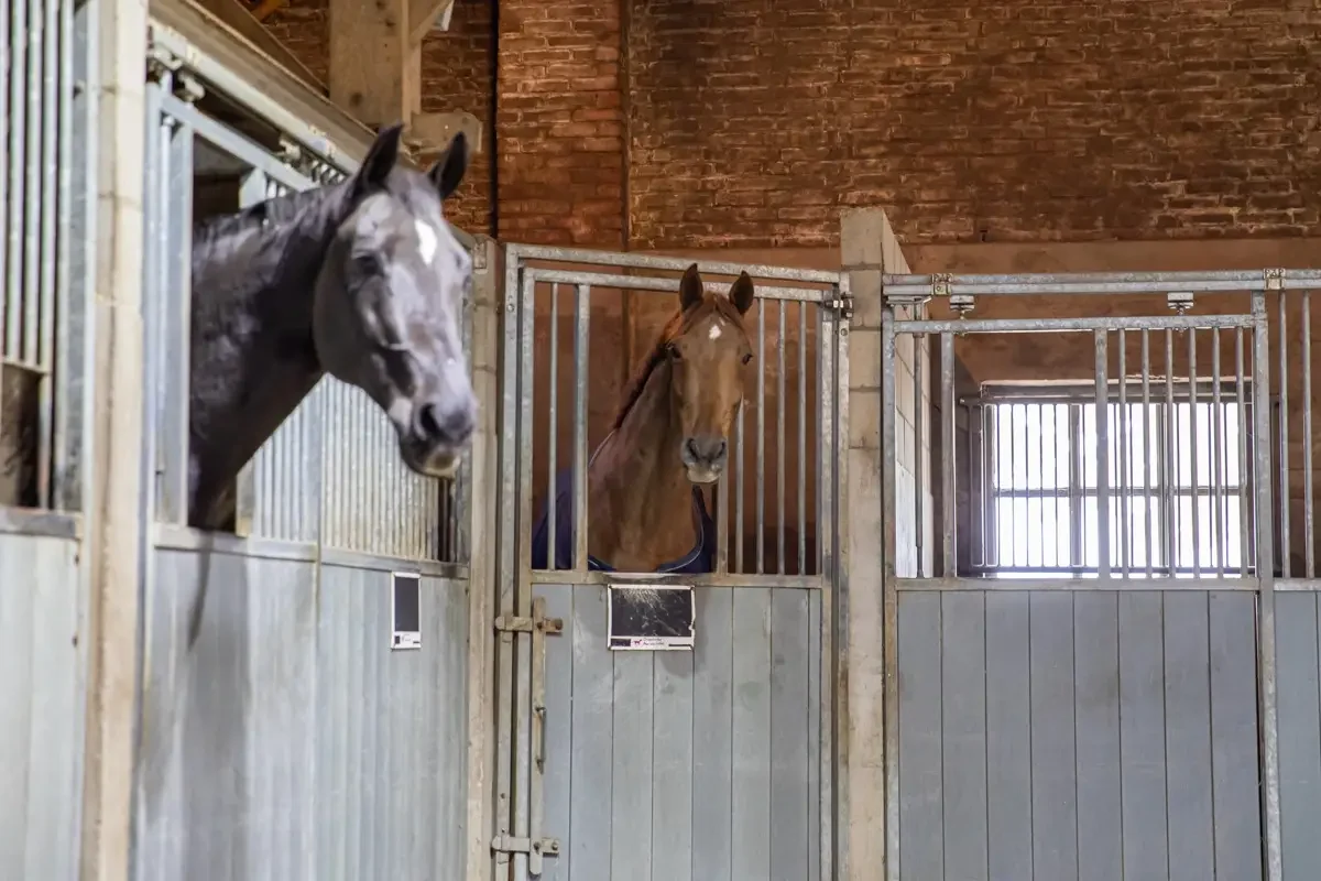 paardenhotel op vakantie met paard brabant alphen 8